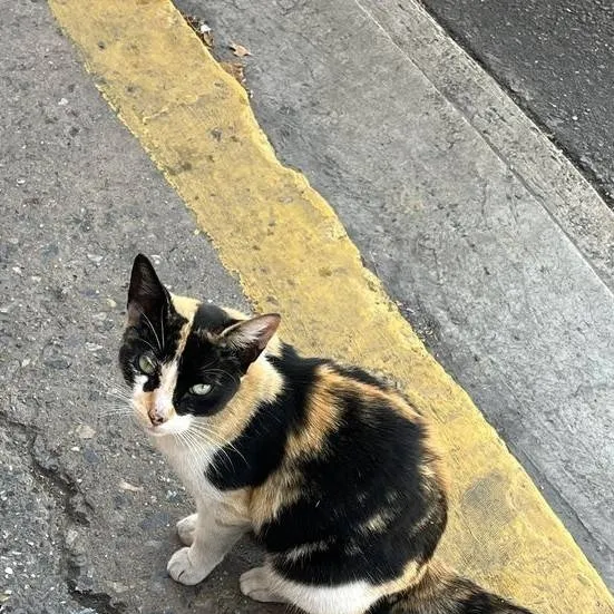 chat with ai character: Cat.