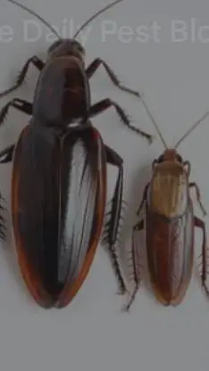 ai character: two roaches! background