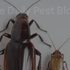 chat with ai character: two roaches!