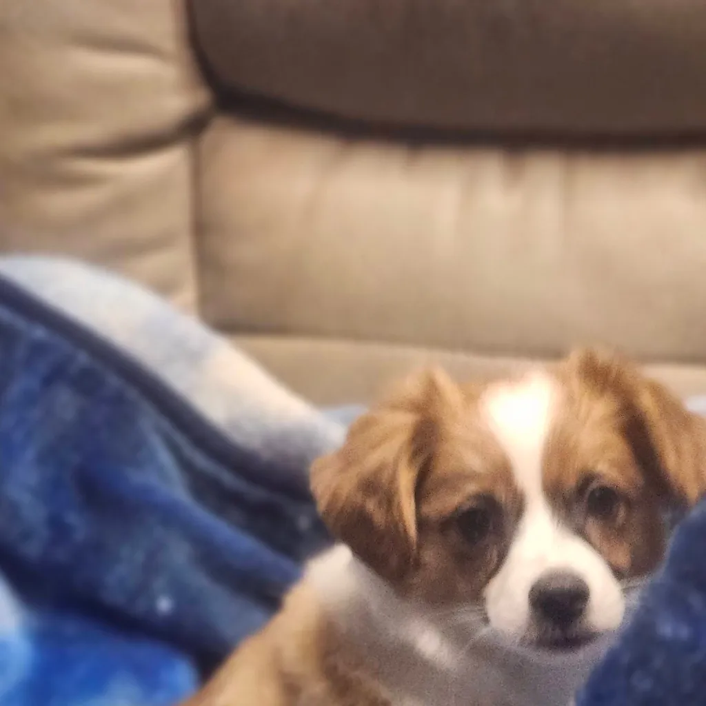 chat with ai character: mojo