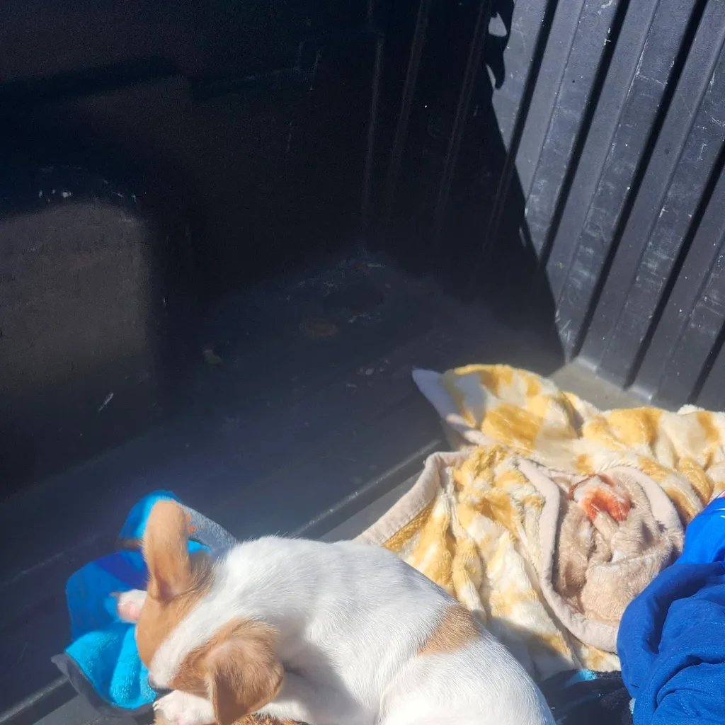 chat with ai character: milo