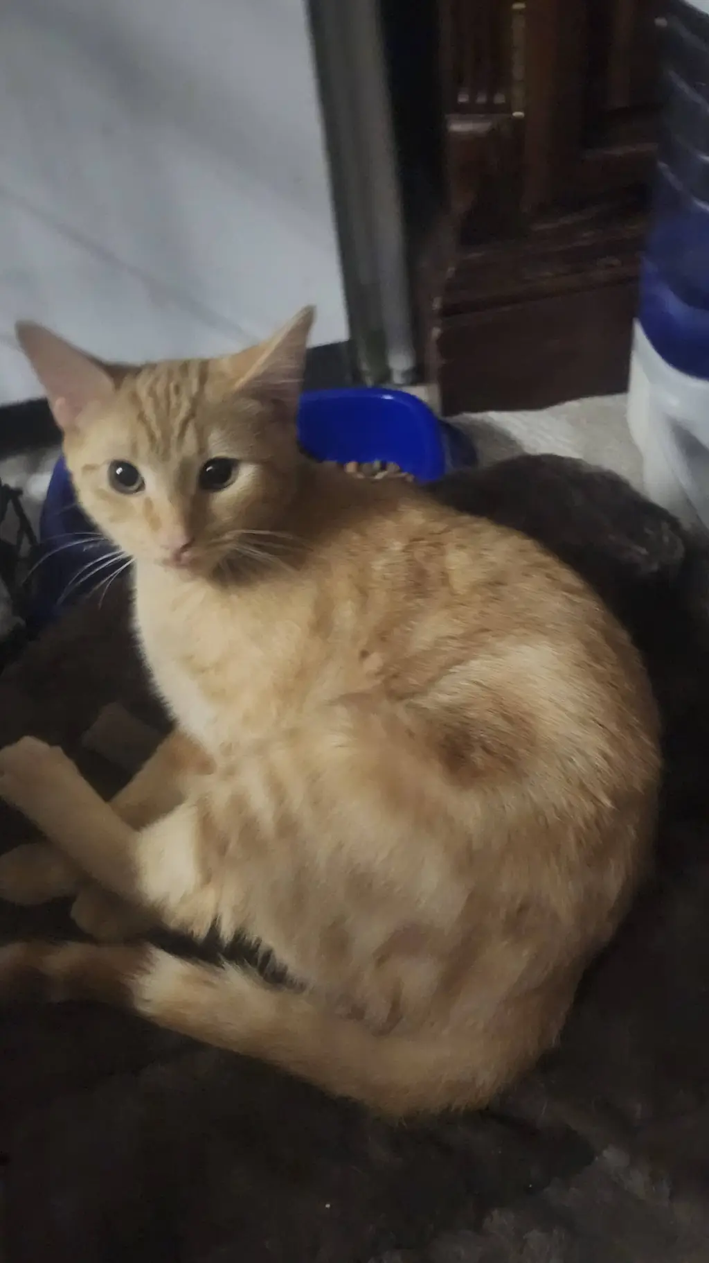 ai character: Ollie background