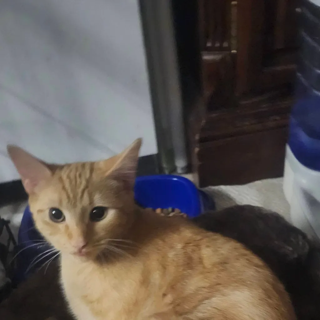 chat with ai character: Ollie