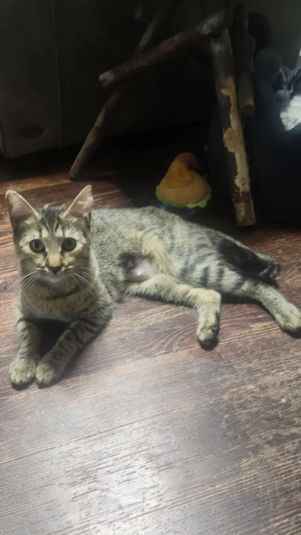 ai character: ivy background