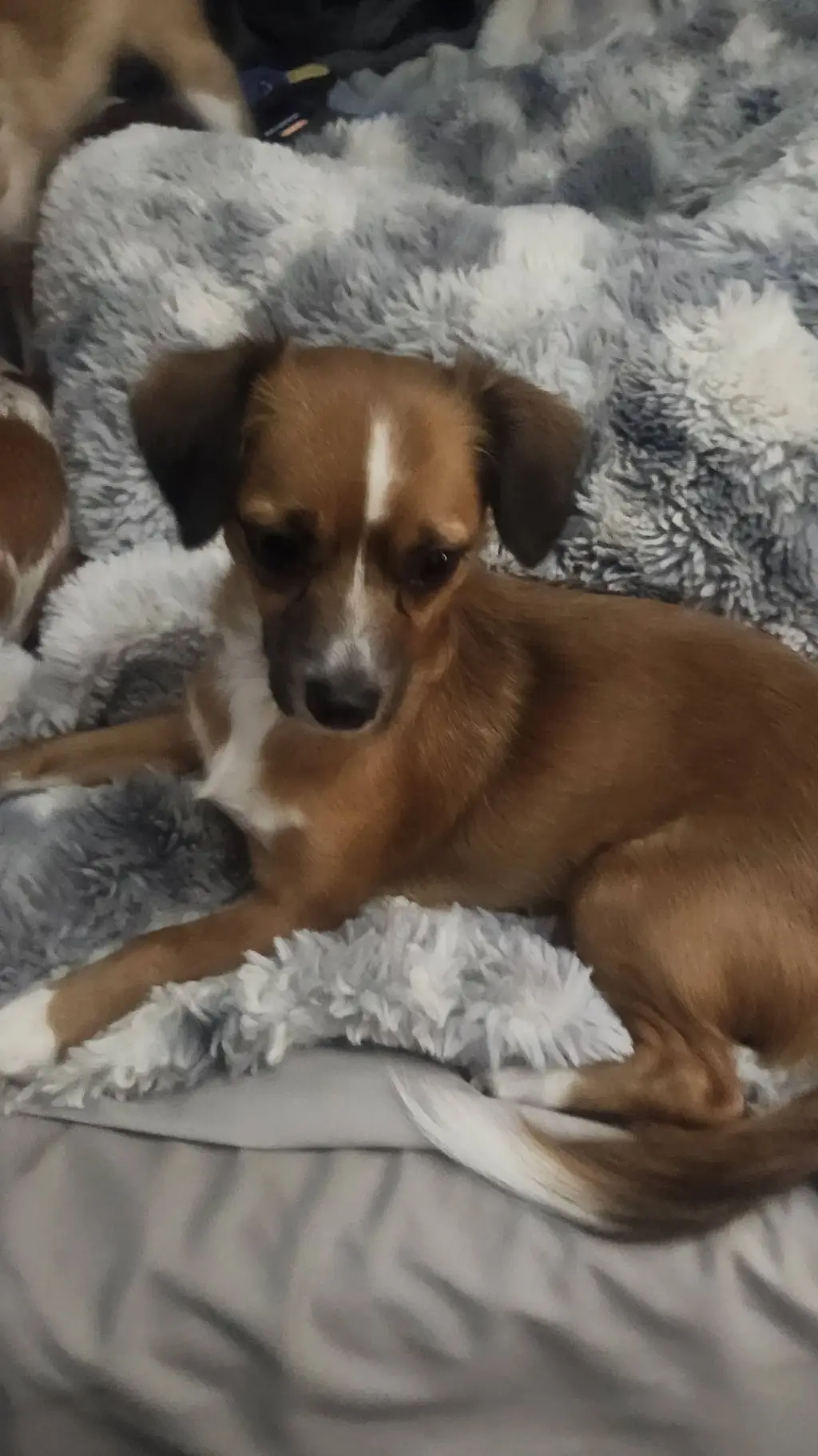 ai character: precious background