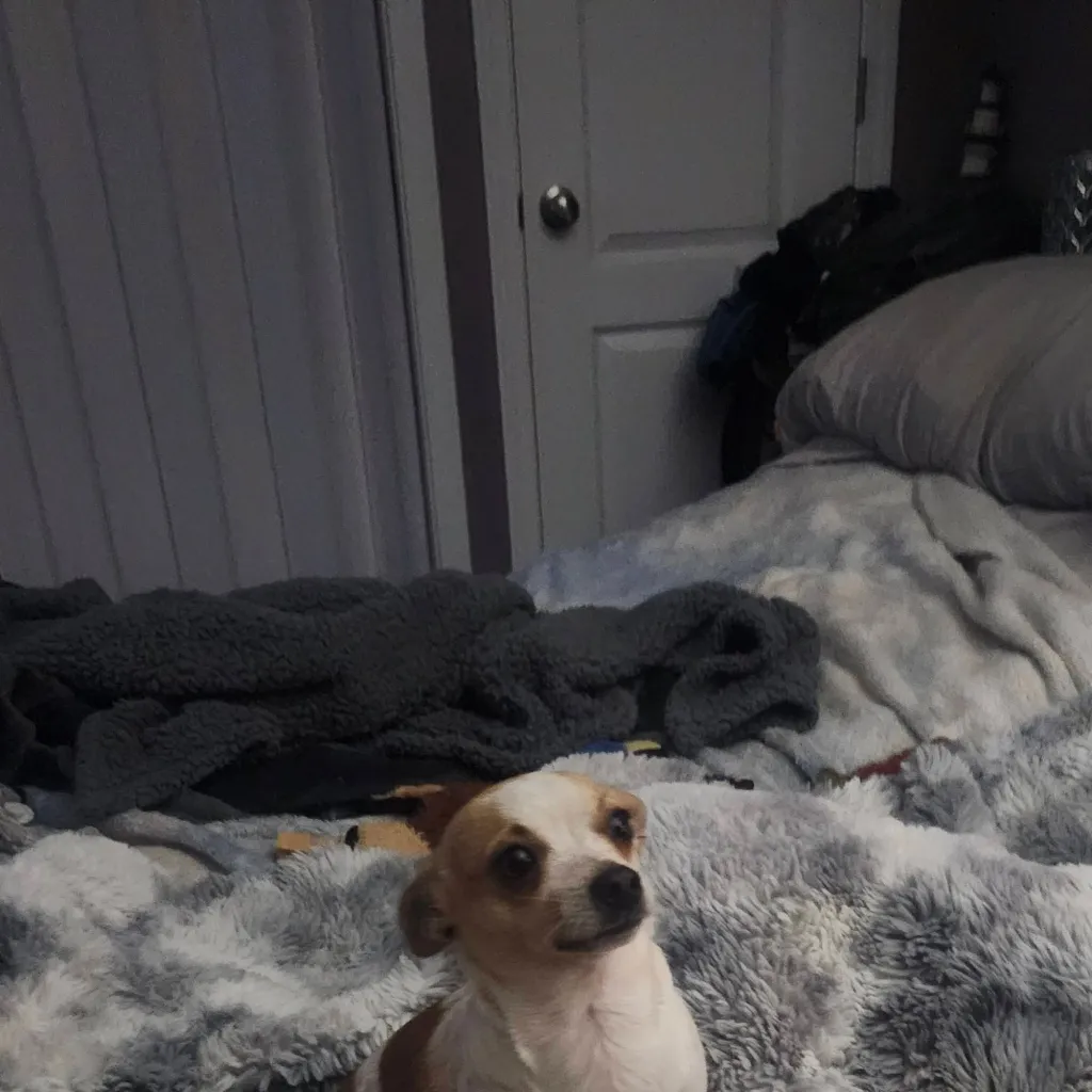 chat with ai character: cosmo