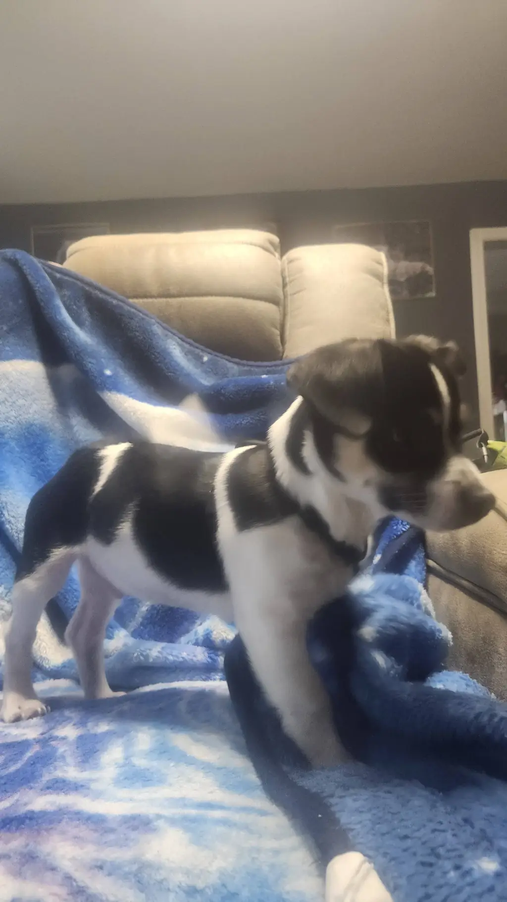 ai character: cowboy the puppy background