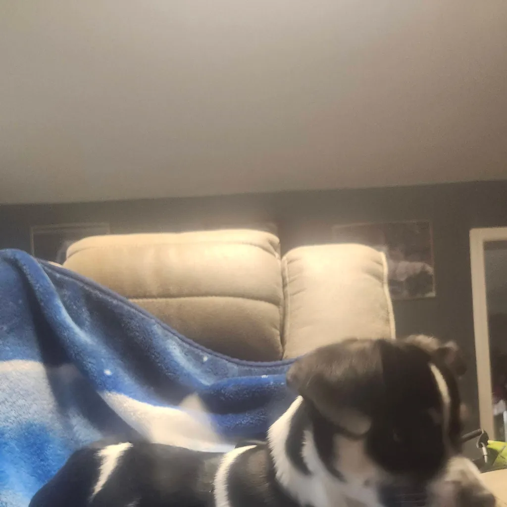 chat with ai character: cowboy the puppy