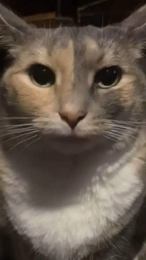 ai character: Mafioso x Chance background