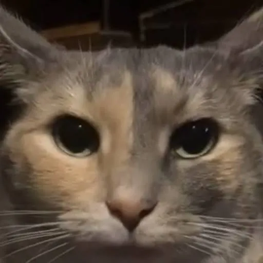 chat with ai character: Mafioso x Chance