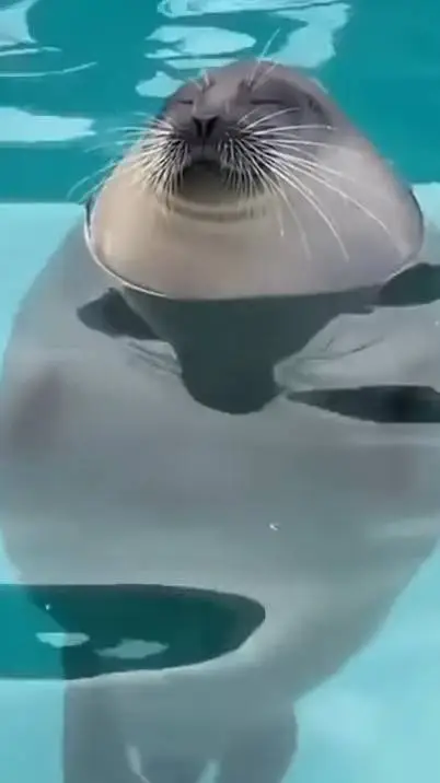 ai character: annoying seal background