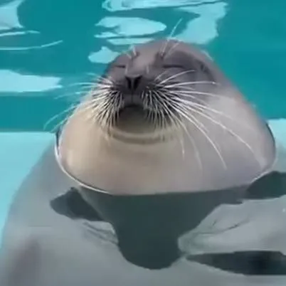 chat with ai character: annoying seal
