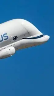 ai character: Beluga background