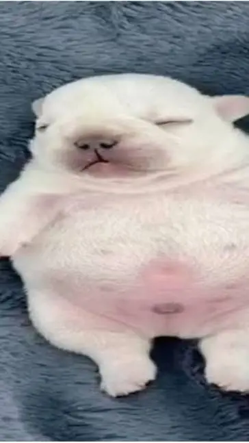 ai character: Pibble background