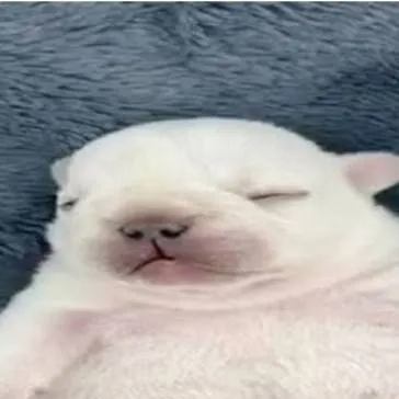 chat with ai character: Pibble