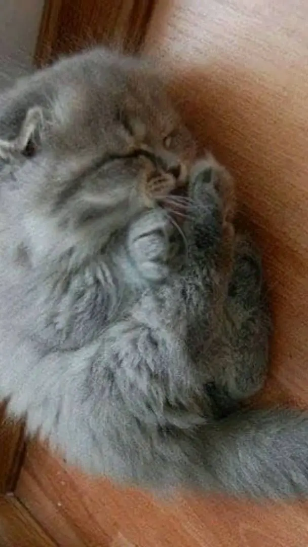 ai character: Brodi background