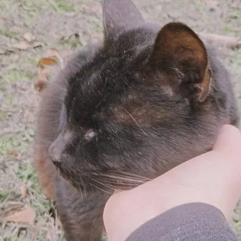 chat with ai character: STRANGER THINGS 