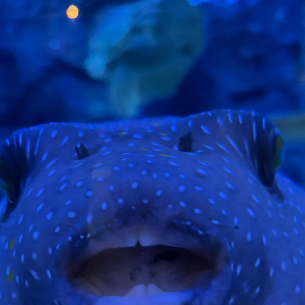 chat with ai character: Onyx