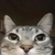 chat with ai character: gaty