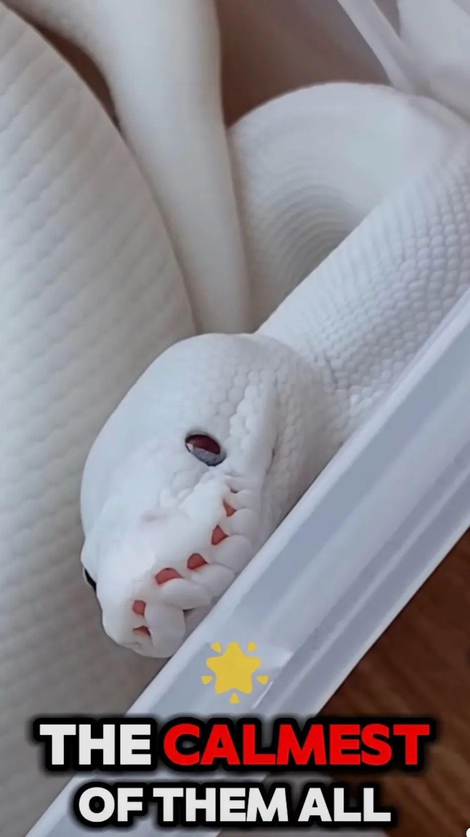 ai character: Ball python  background