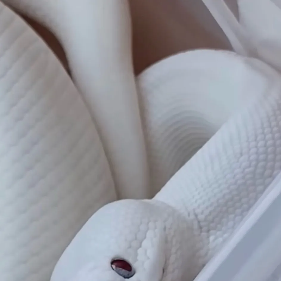 chat with ai character: Ball python 