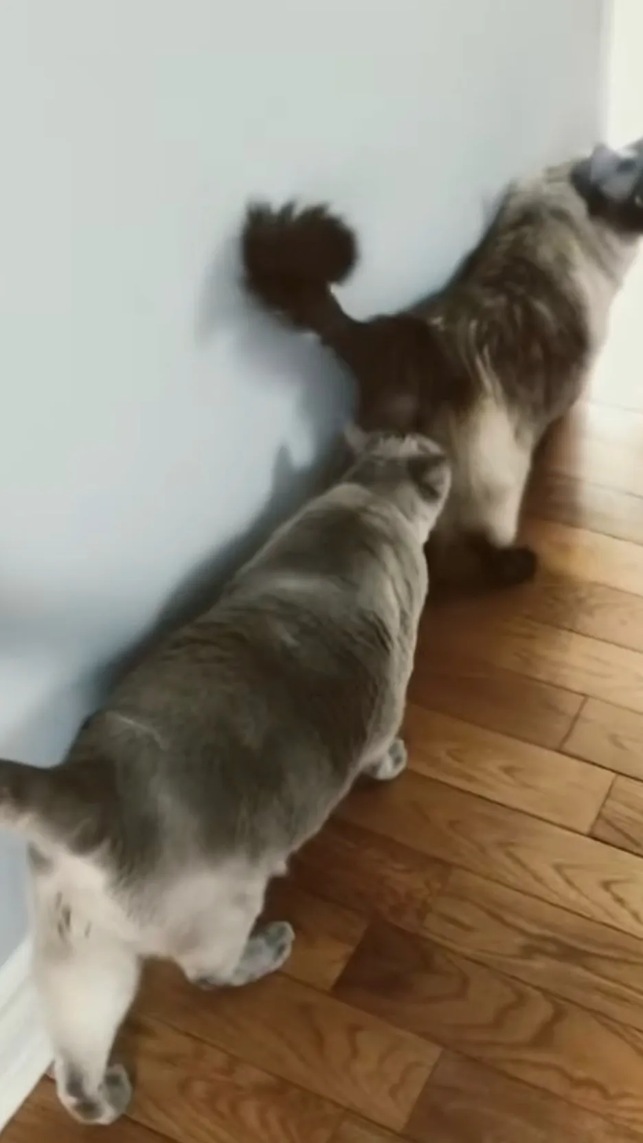 ai character: Sus cats background