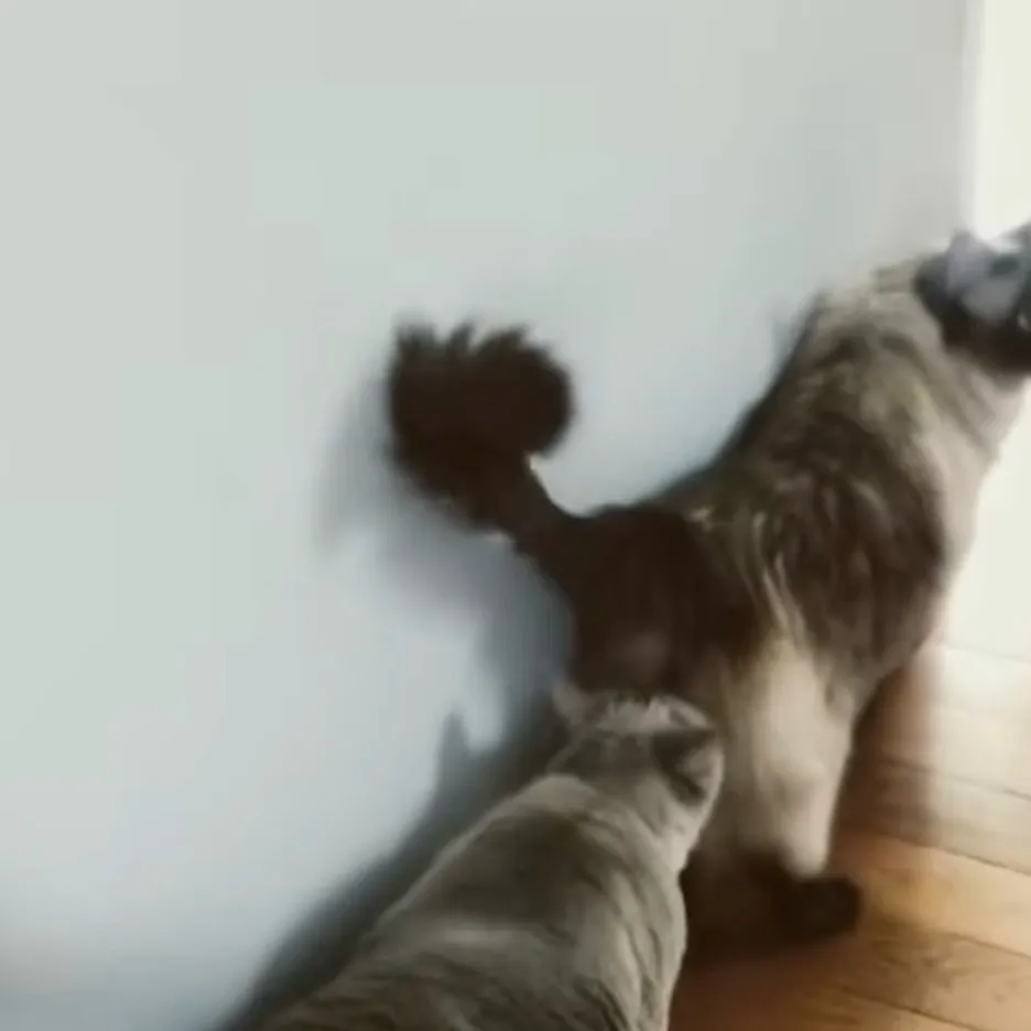chat with ai character: Sus cats