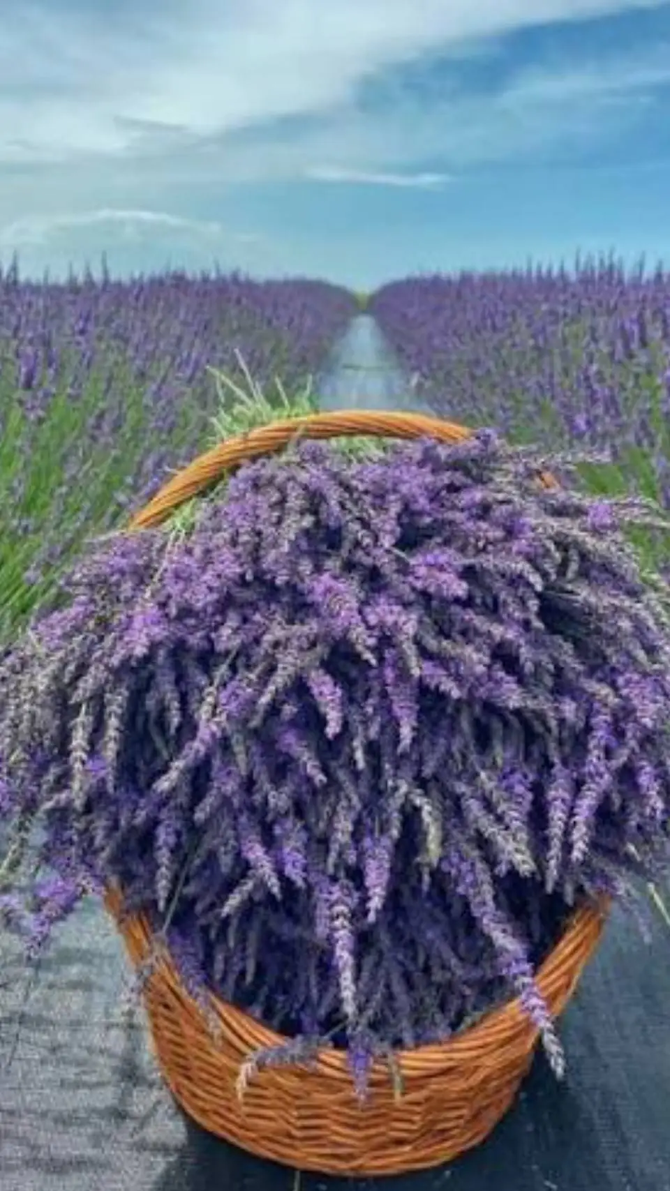 ai character: glisten background