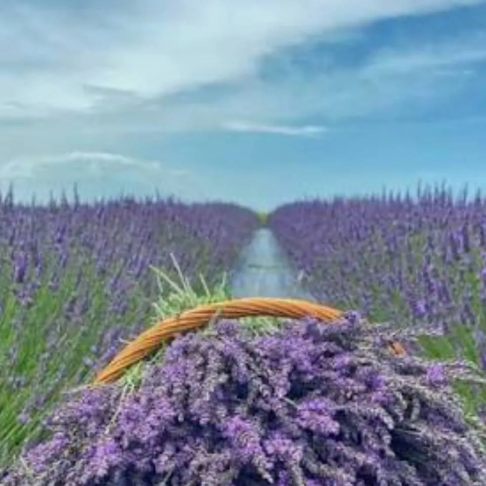 chat with ai character: glisten