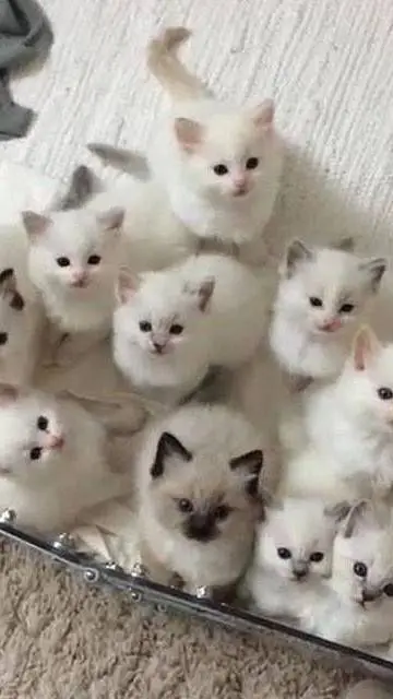 ai character: 11 gatitos 🍭 background