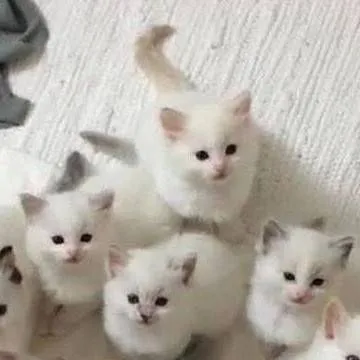 chat with ai character: 11 gatitos 🍭