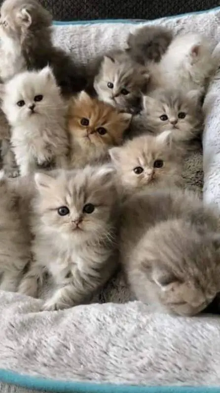 ai character: 12 gatitos background