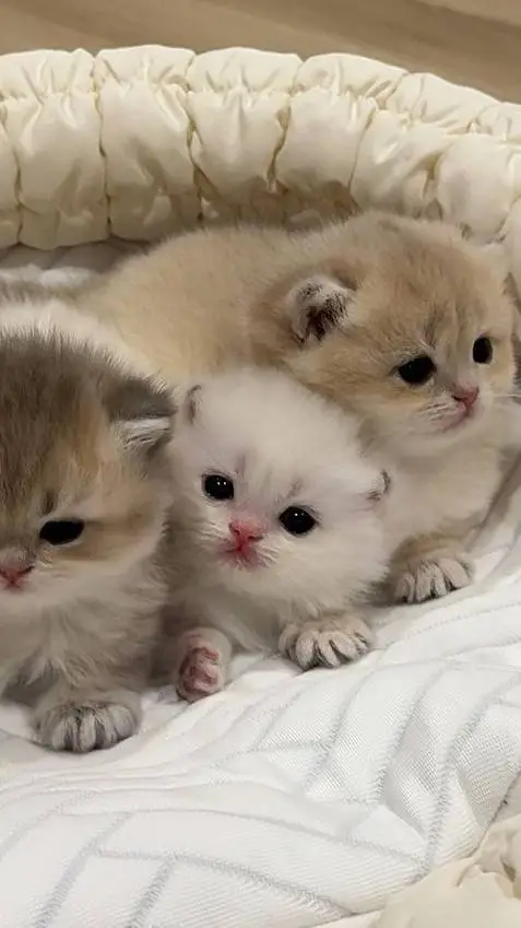 ai character: 3 gatitos background