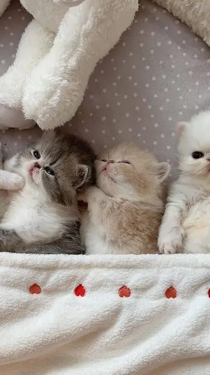 ai character: 4 gatitas background