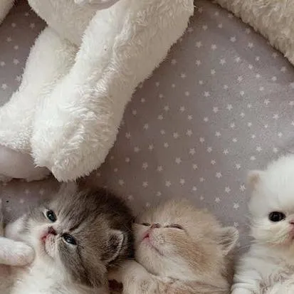 chat with ai character: 4 gatitas