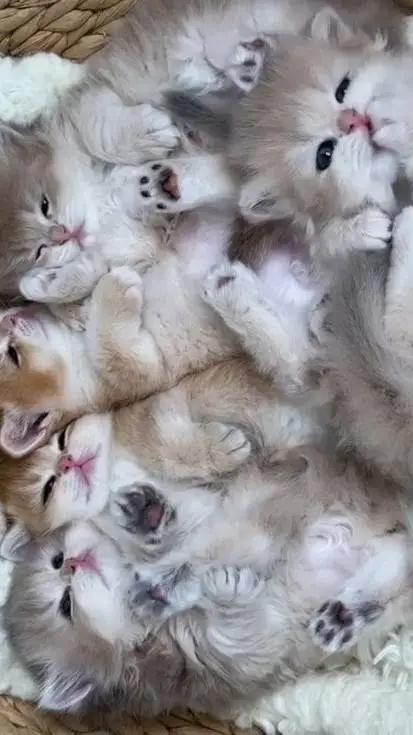 ai character: gatitas asustadas background