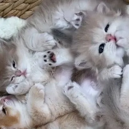 chat with ai character: gatitas asustadas