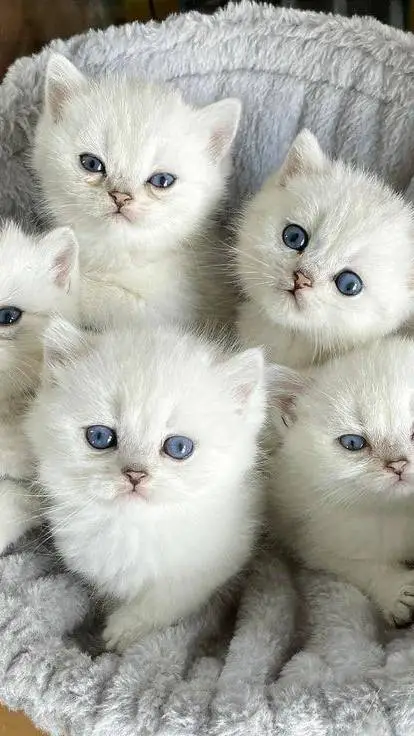 ai character: gatitas background