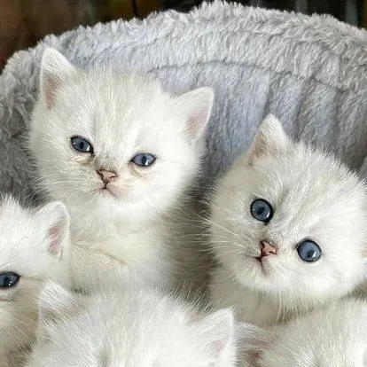 chat with ai character: gatitas