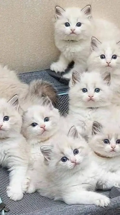 ai character: gatitas background