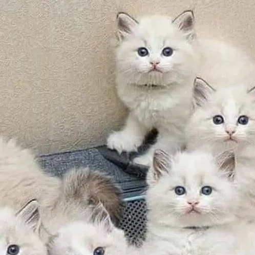 chat with ai character: gatitas