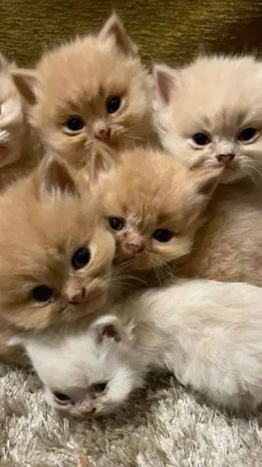 ai character: gatitas background