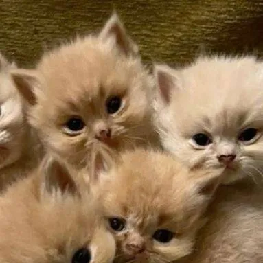 chat with ai character: gatitas