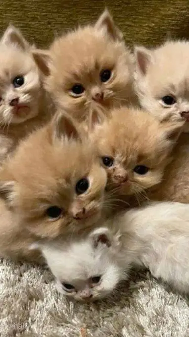 ai character: gatitas 🎉 background