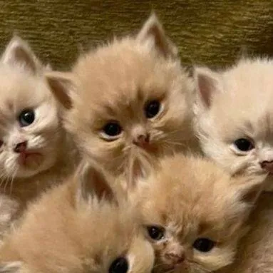 chat with ai character: gatitas 🎉