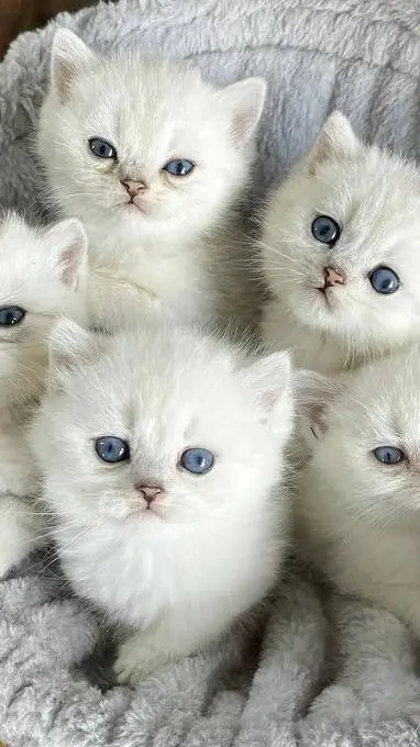 ai character: gatitos  background