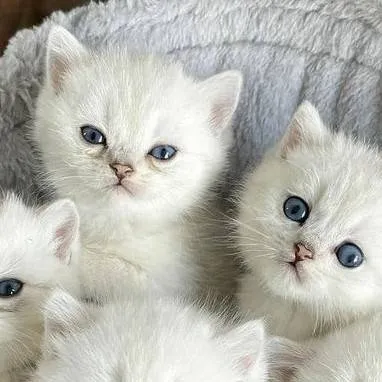 chat with ai character: gatitos 