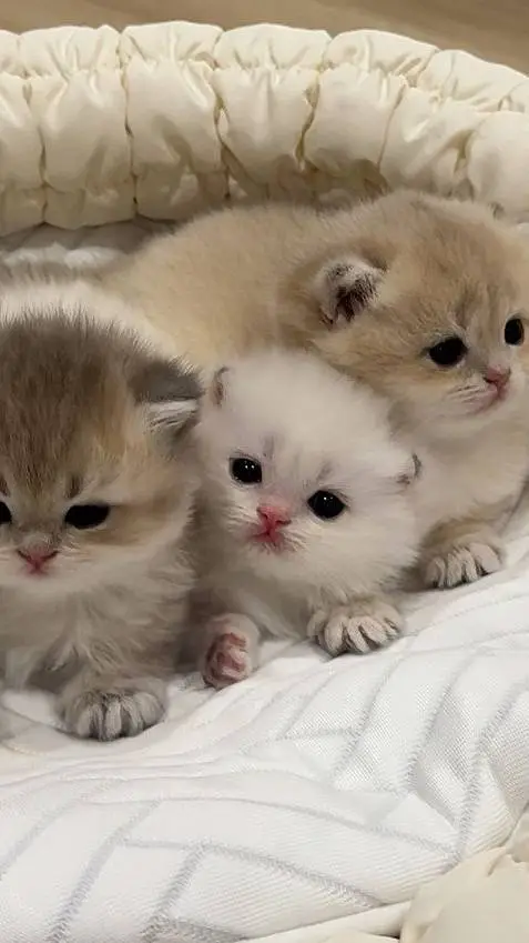 ai character: 3 gatitas background