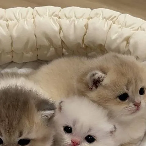 chat with ai character: 3 gatitas