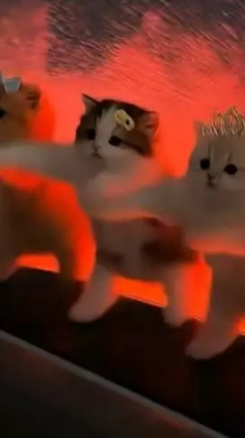 ai character: 3gatitasbailarinas background